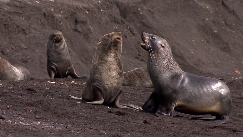 fauna en isla Decepción