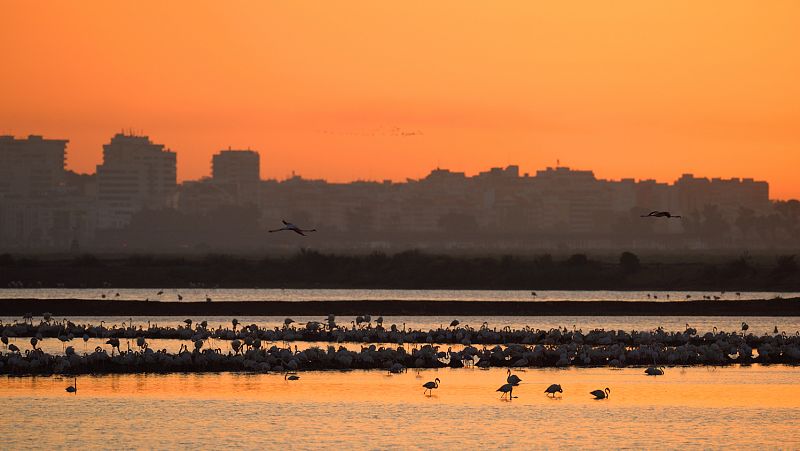 El amanecer en las marismas: Proyecto europeo 'Coro del amanecer'