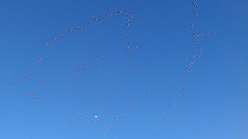 El amanecer en las marismas: Proyecto europeo 'Coro del amanecer'