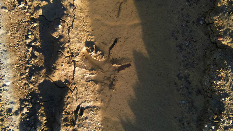 El amanecer en las marismas: Proyecto europeo 'Coro del amanecer'