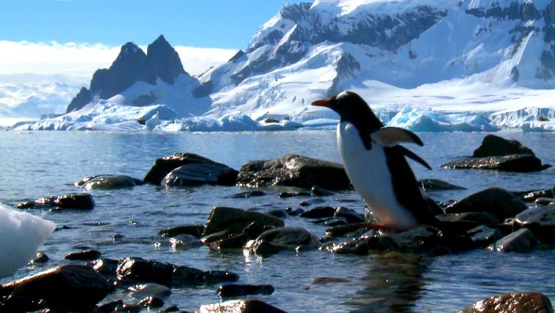 Pingüino papúa en isla Cuverville
