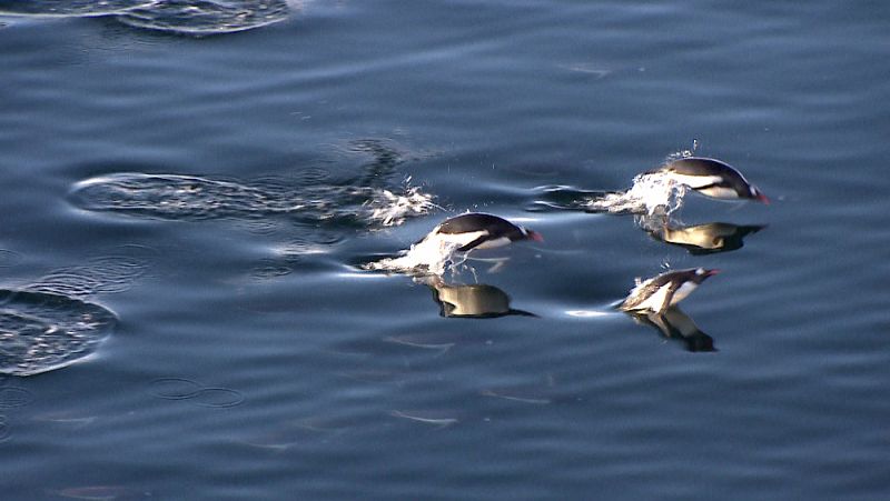 Pingüinos nadando