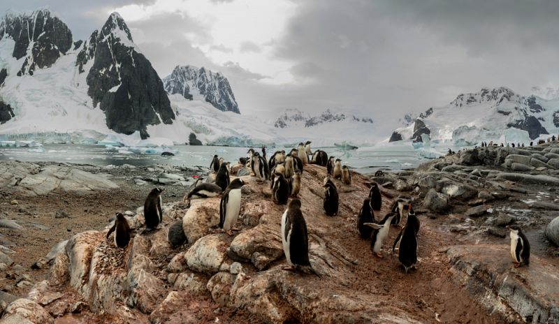 El pingüino papúa extiende su área de distribución en detrimento de otras especies