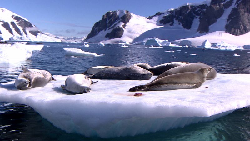Grupo de focas leopardo