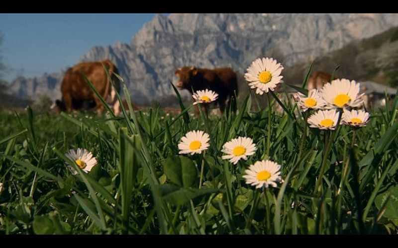 Ganado en Posada de Valdeón