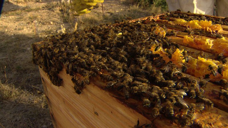 Una de las 4000 colmenas de la Sierra de las Nieves