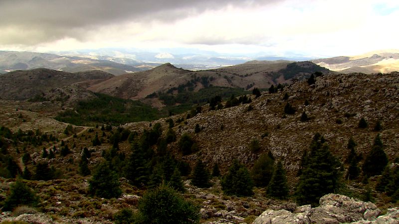 Los mejores ejemplares de pinsapo