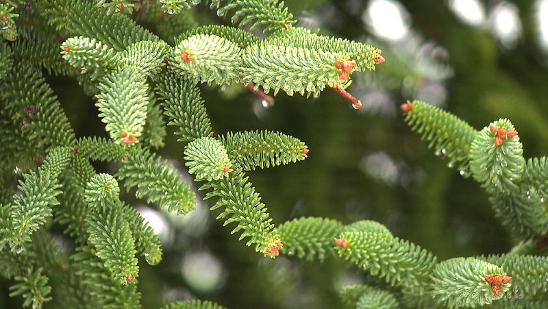 Detalle del abies pinsapo, nuestro abeto meridional