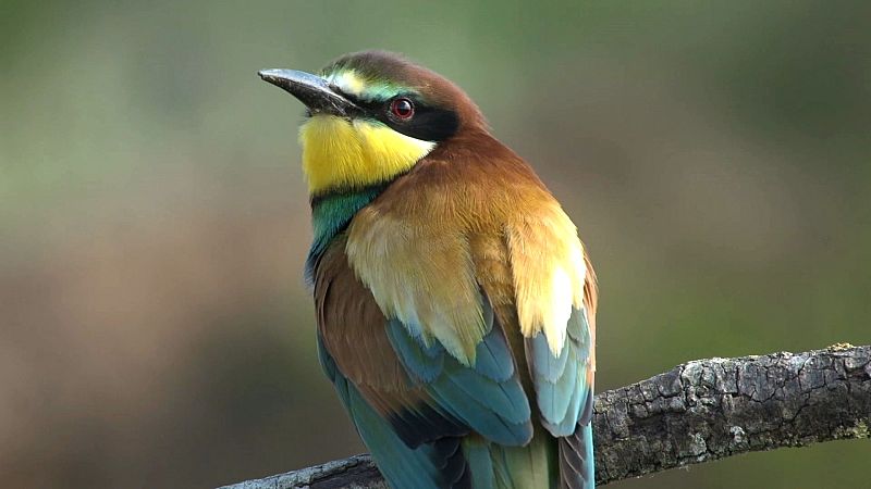 El abejaruco es una de las aves más vistosas de Europa
