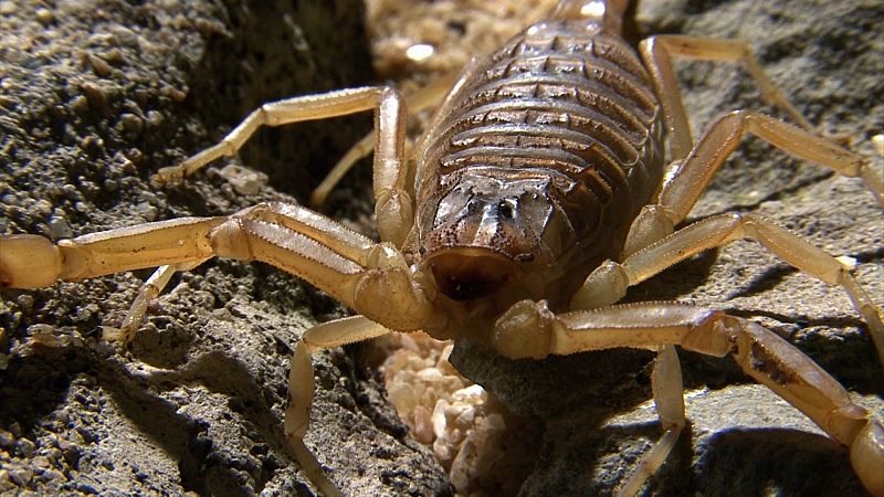 El escorpión amarillo es el que mejor se ha adaptado al clima seco de Tabernas