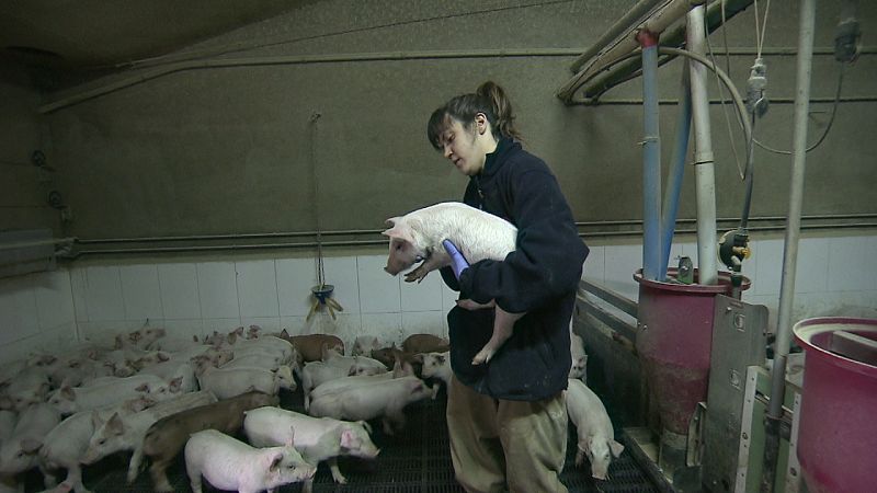 Visitamos una granja para conocer el uso de antibióticos en ganadería