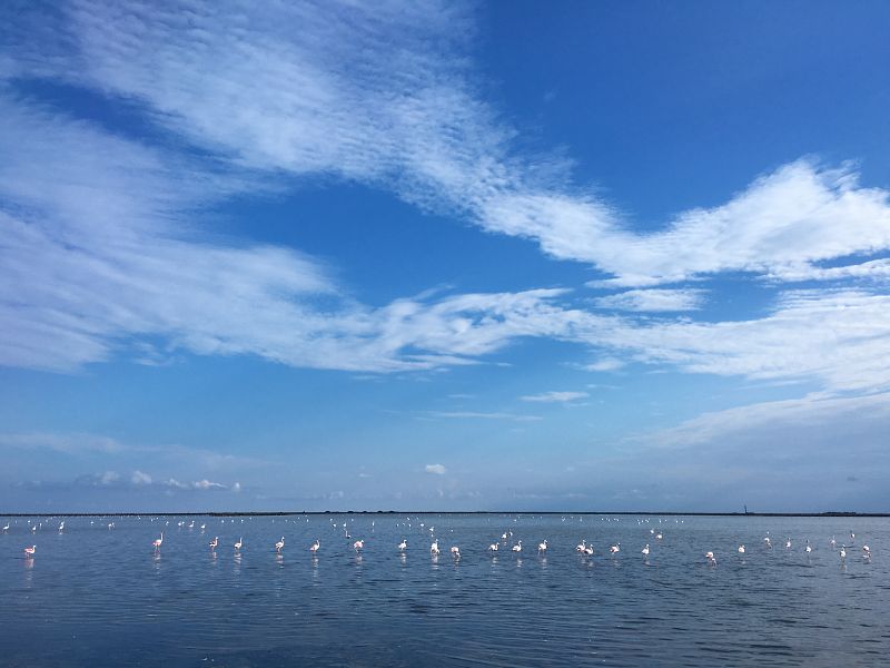 800 parejas de flamencos se han reproducido en el Delta del Ebro gracias al clima y a la abundancia de alimento
