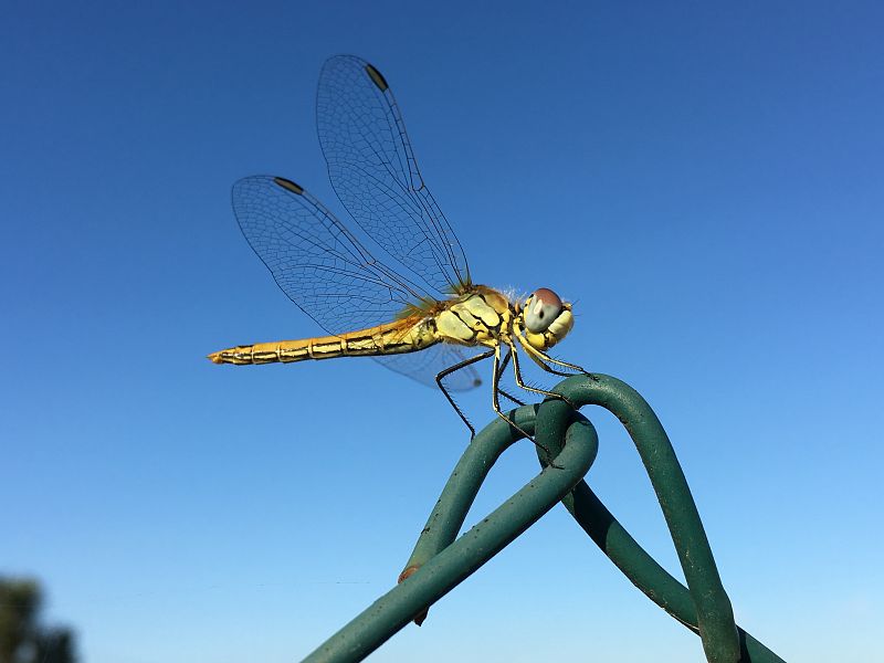 Las libélulas cazan el 95% de las presas que persiguen, mientras que los leones capturan al 25%