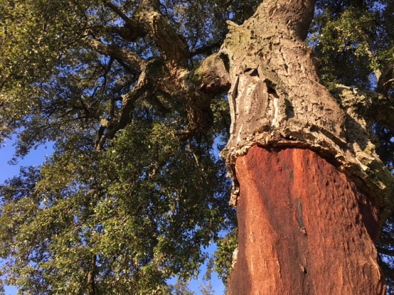 El corcho del alcornoque tiene un poder aislante 2.000 superior al del hierro