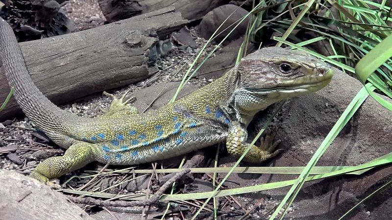 El ocelado es el lagarto más grande de la península Ibérica y se llama así por las manchas azuladas que tiene en los flancos, los ocelos