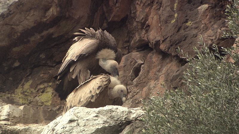 En los roquedos de Monfragüe nidifican buitres, águilas imperiales y cigüeñas negras
