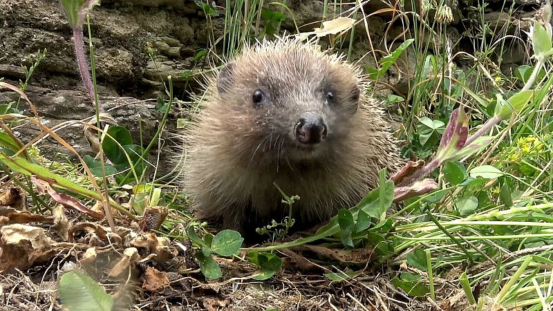El erizo utiliza el olfato y el oído para orientarse y detectar posibles peligros