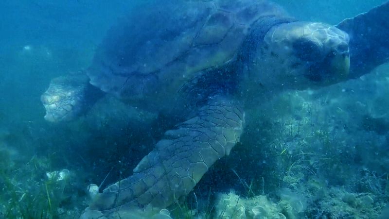 Tortuga boba afectada por ingestión de plásticos en el Maditerráneo