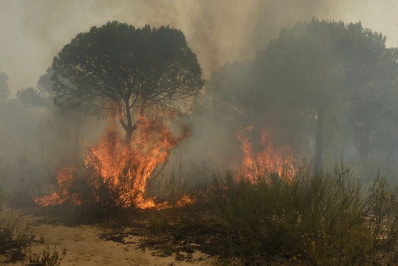 Las autoridades creen que el incendio en el paraje de La Peñuela, en Moguer, pudo ser provocado.
