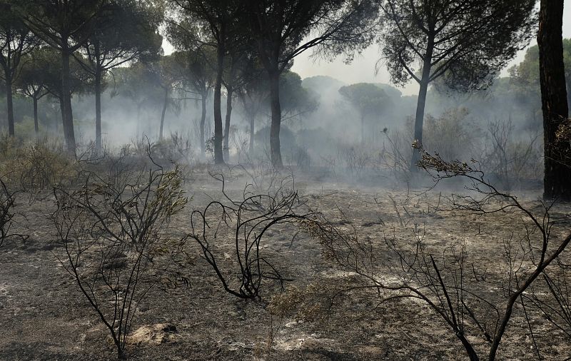 Vista de una de las zonas afectadas por el incendio forestal. Han ardido pinar y monte bajo.