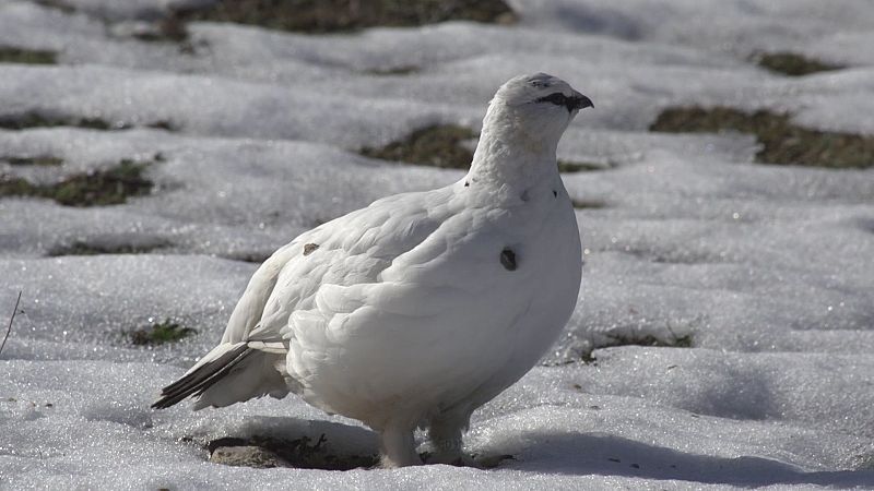 La perdiz nival es una verdadera reina del camuflaje