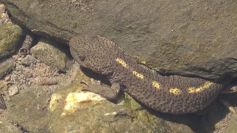El calentamiento global amenaza la supervivencia del tritón pirenaico