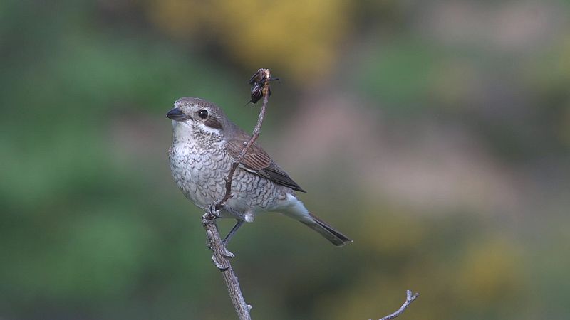 El alcaudón dorsirrojo guarda en su despensa brochetas de insectos