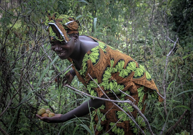 Biba recoge tomates en su huerto. La diversificación de cultivos es fundamental para una agricultura que permita no sólo hacer negocios sino también alimentarse correctamente.