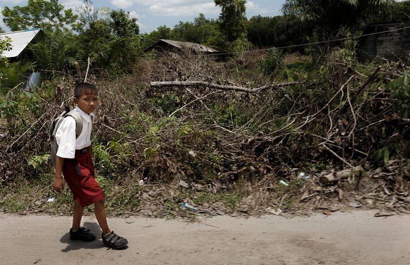 Borneo ha perdido un tercio de sus bosques en los últimos 40 años
