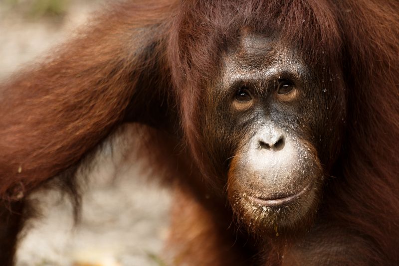 El orangután está en peligro crítico de extinción