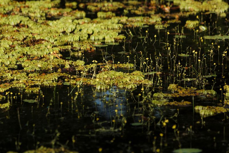 En Indonesia está la mitad de las turberas tropicales del mundo