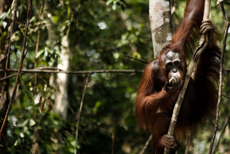 El orangután sólo vive en las selvas de Borneo y Sumatra