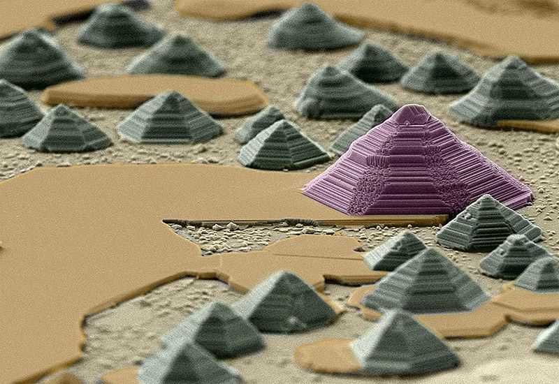 'Maravillas del micromundo', fotografía seleccionada en la modalidad micro