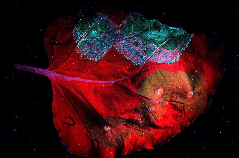 'Morir para seguir viviendo', fotografía seleccionada en la modalidad general