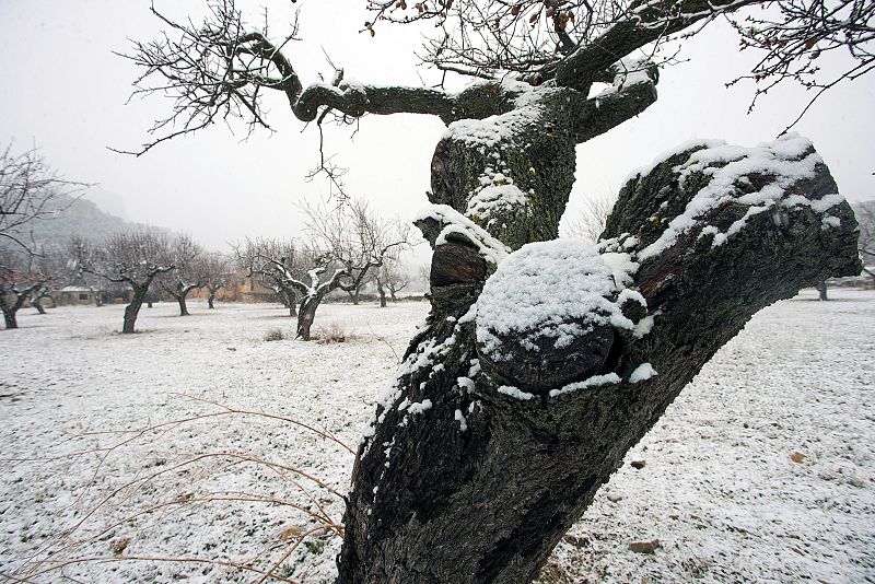 Vista general de un campo de almendros nevados en La Montalbana