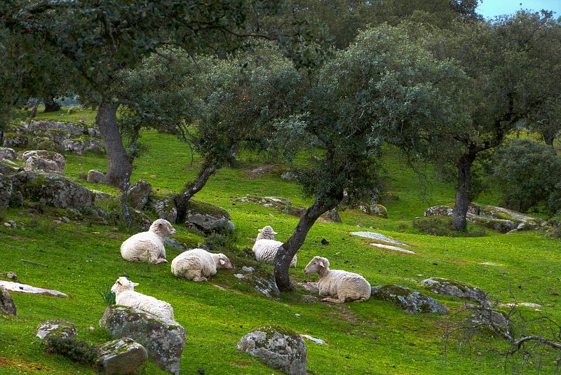 Las ovejas de Francisco conviven con el lince