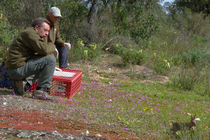 En la suelta de conejos silvestres