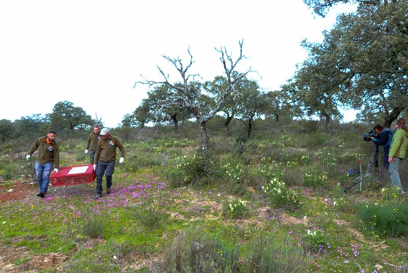 El equipo de Iberlince transportando los conejos