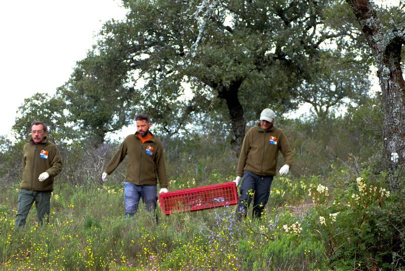 Traen conejos de Cádiz para repoblar la sierra de Andújar