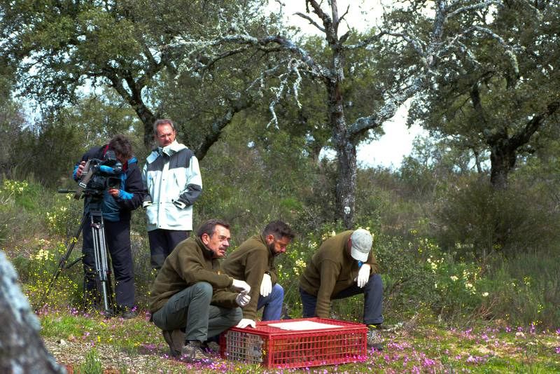 Todo preparado para soltar 60 conejos