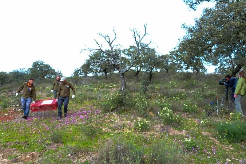 El equipo de Iberlince transportando los conejos