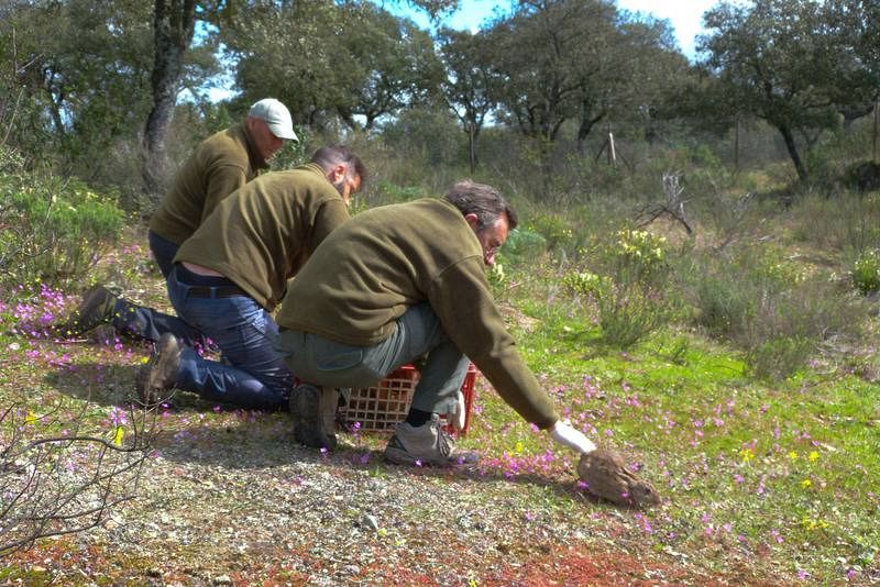 Soltando conejos para reforzar la población