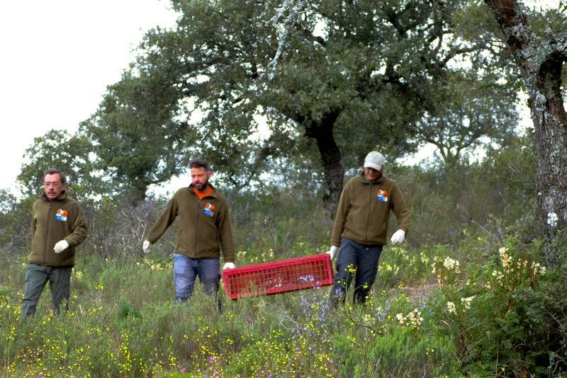 Traen conejos de Cádiz para repoblar la sierra de Andújar