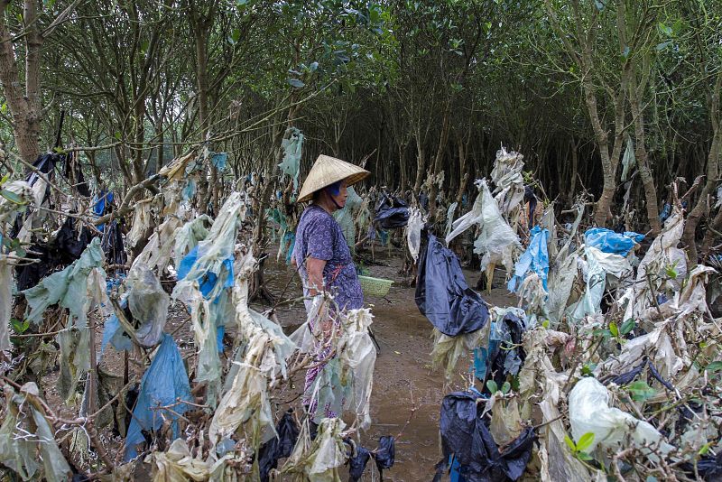 Árboles cubiertos de plástico en la costa vietnamita