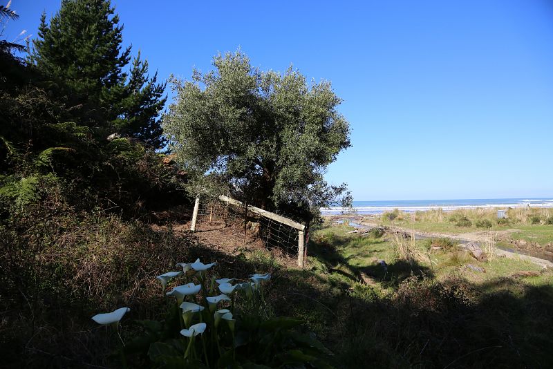 Este es el olivo que hace casi dos siglos Manuel José de Frutos trajo consigo y plantó en Port Awanui, en la Costa Este de ls Isla Norte de Nueva Zelanda.