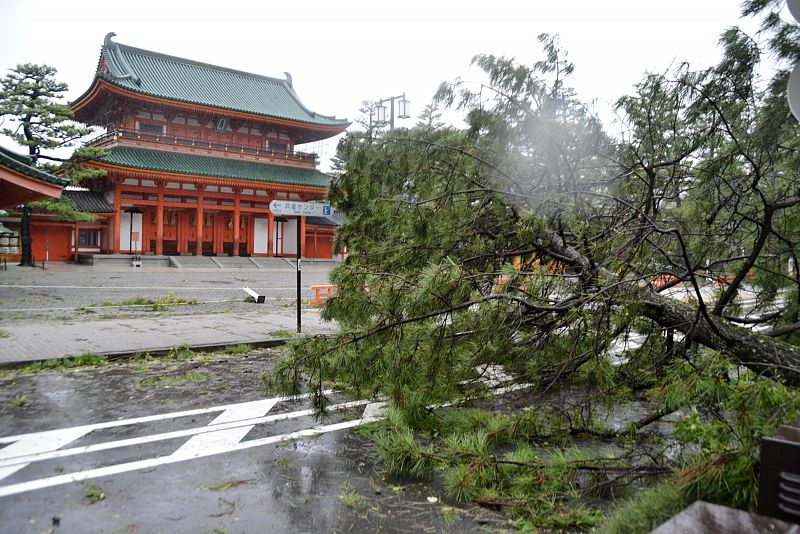 Un árbol derribado por el tifón frente al santuario Heian de Kioto