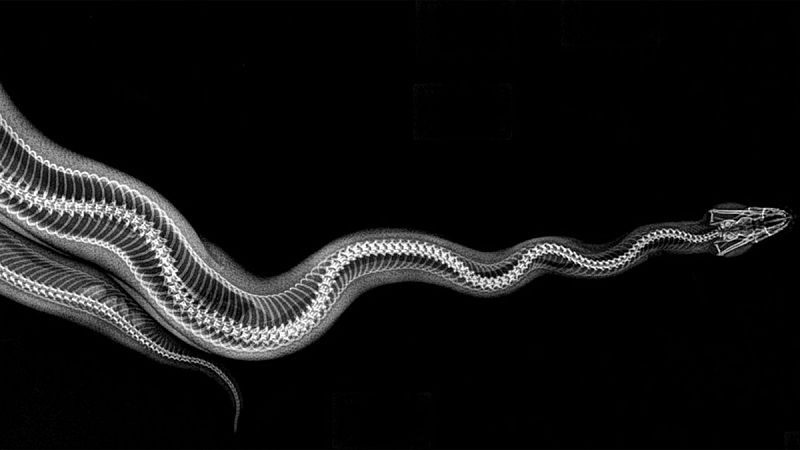 'Python regius' es una serpiente de la familia de los pitónidos, de África tropical. También se la conoce como "pitón bola", porque debido a su timidez, suele enrollarse sobre sí misma metiendo la cabeza en el centro, haciéndose una bola.