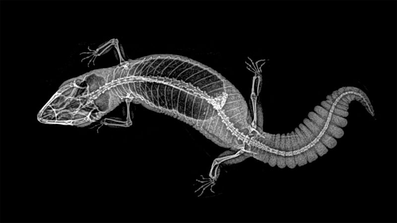 'Hemitheconyx caudicinctus' es una especie de reptil de la familia 'Eublepharidae'. Desafortunadamente, su uso como mascota está comenzando a extenderse.