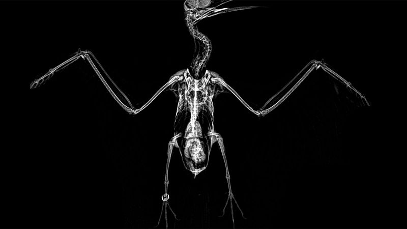 'Larosterna inca' es una ave marina que habita en América del Sur. Se encuentra en las costas de Perú y Chile.