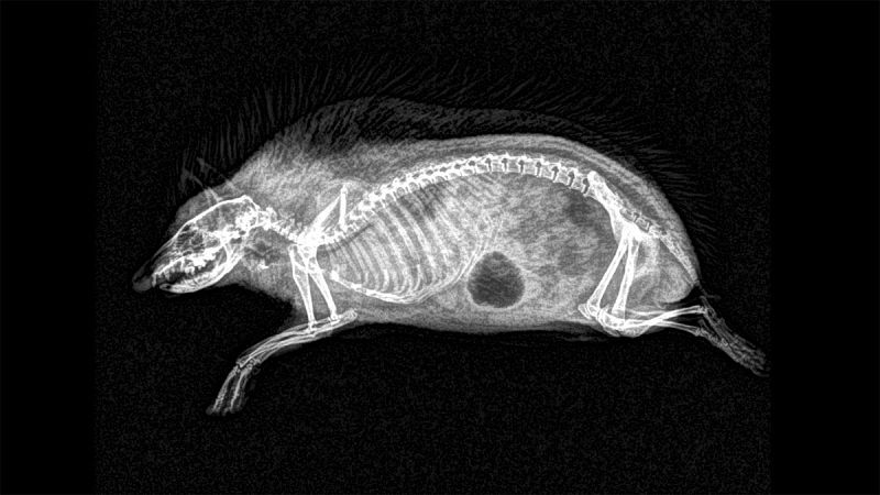 Los erizos ('Erinaceinae') son una subfamilia de pequeños mamíferos cubiertos de púas. Habitan Europa, Asia, África y han sido introducidos en Nueva Zelanda.